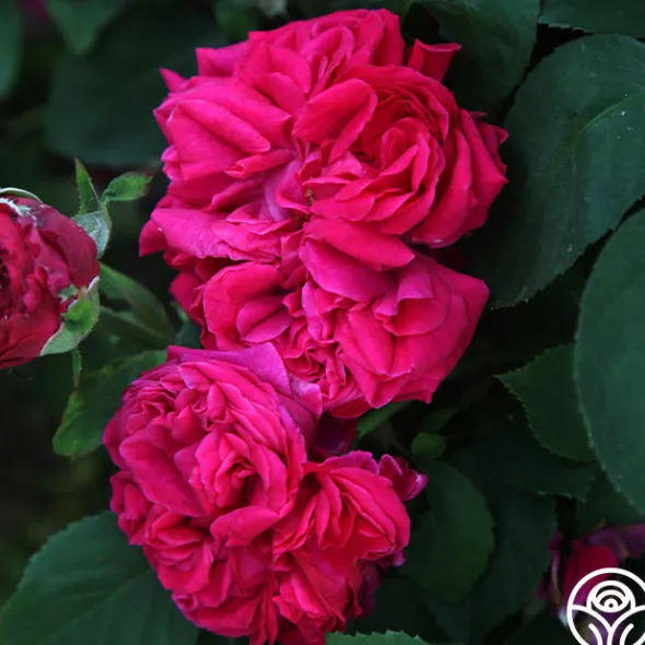 Heirloom Roses Général Washington Discount