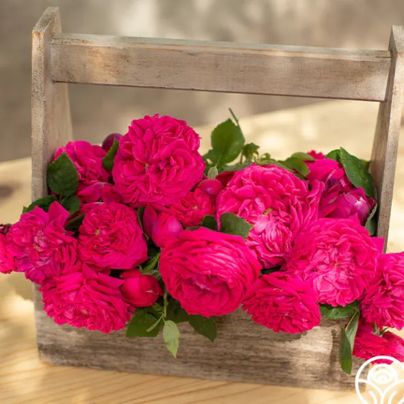 Heirloom Roses Général Washington Discount