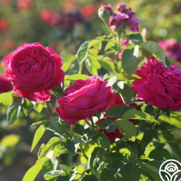 Heirloom Roses Général Washington Discount