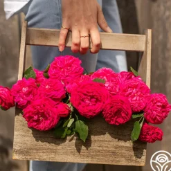 Heirloom Roses Général Washington Discount