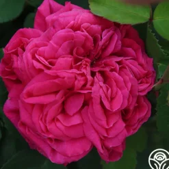 Heirloom Roses Général Washington Discount