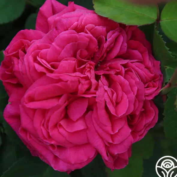 Heirloom Roses Général Washington Discount