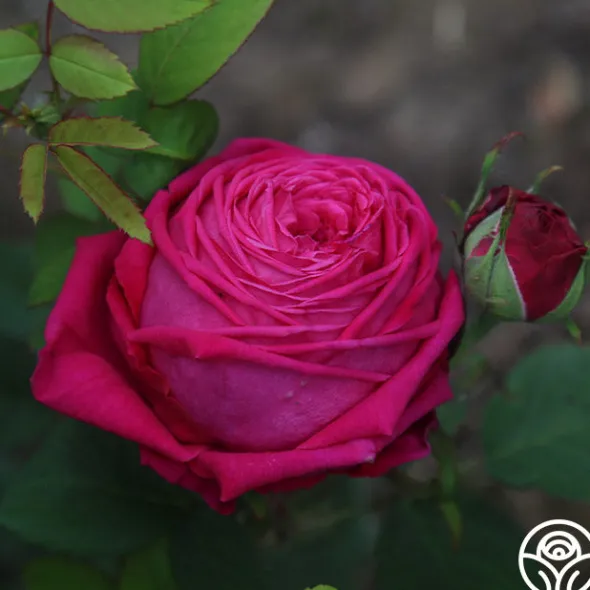 Heirloom Roses Général Washington Discount