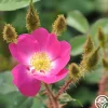 Heirloom Roses Goethe Clearance