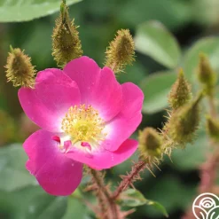 Heirloom Roses Goethe Clearance