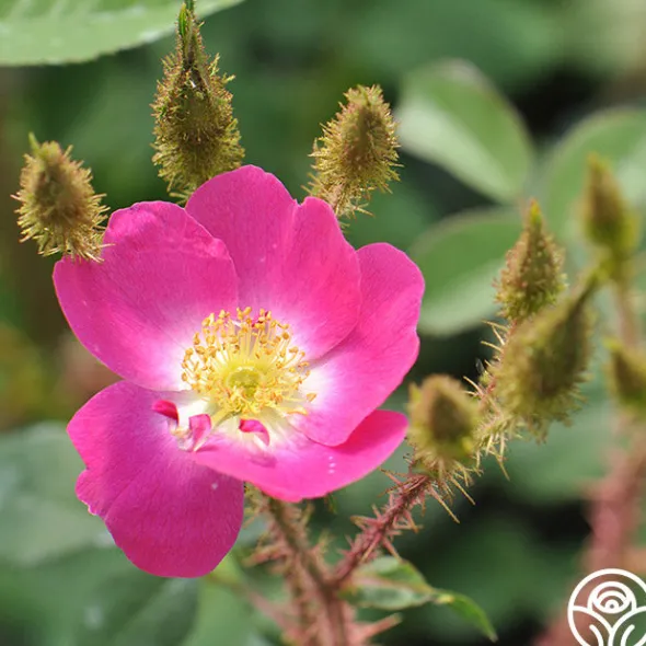 Heirloom Roses Goethe Clearance