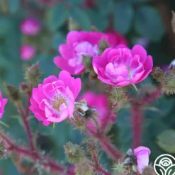 Heirloom Roses Goethe Clearance