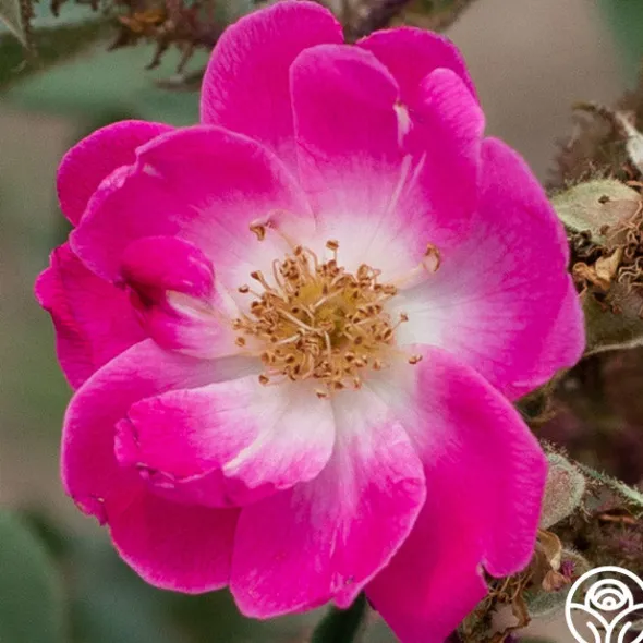 Heirloom Roses Goethe Clearance