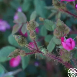 Heirloom Roses Goethe Clearance