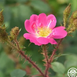 Heirloom Roses Goethe Clearance