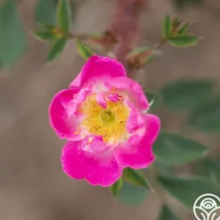 Heirloom Roses Goethe Clearance