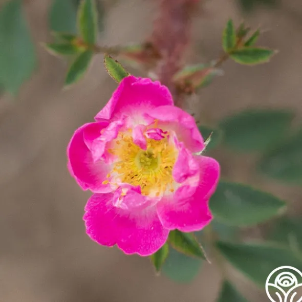 Heirloom Roses Goethe Clearance