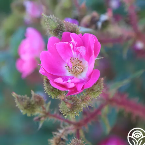 Heirloom Roses Goethe Clearance