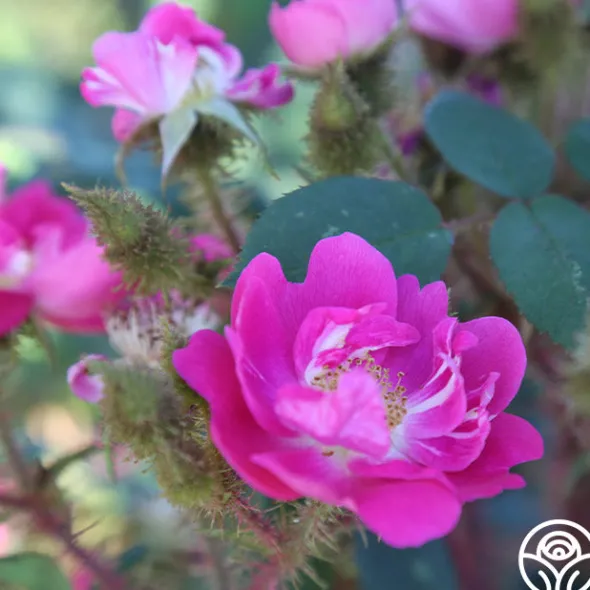 Heirloom Roses Goethe Clearance