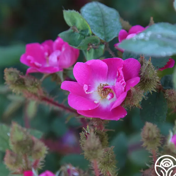 Heirloom Roses Goethe Clearance