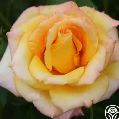 Heirloom Roses Gold Medal®
