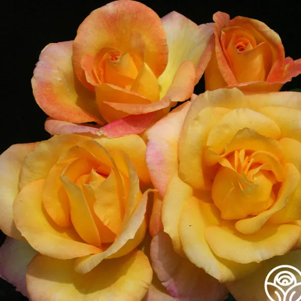 Heirloom Roses Gold Medal®