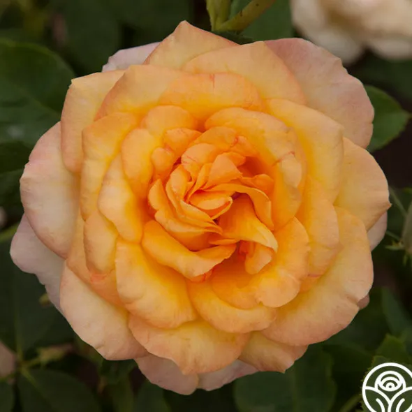 Heirloom Roses Gold Medal®