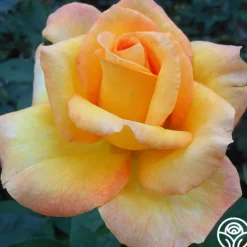 Heirloom Roses Gold Medal®
