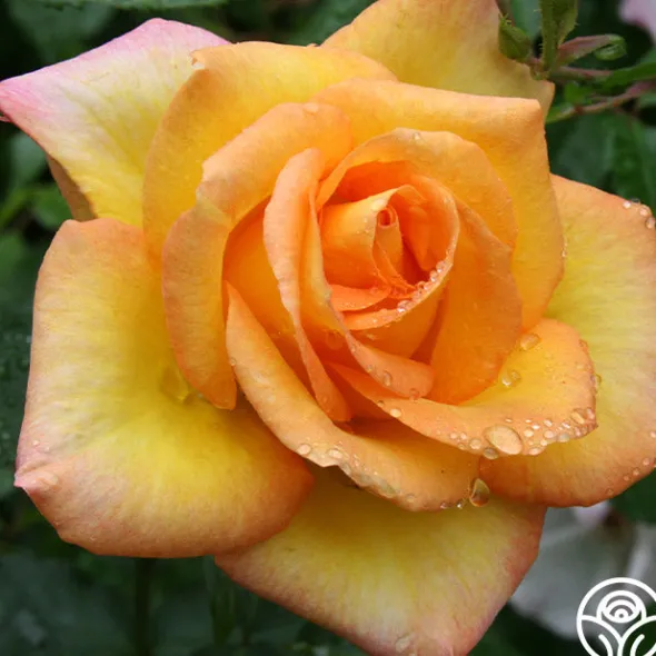 Heirloom Roses Gold Medal®