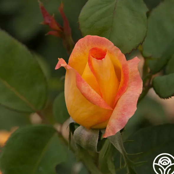 Heirloom Roses Gold Medal®