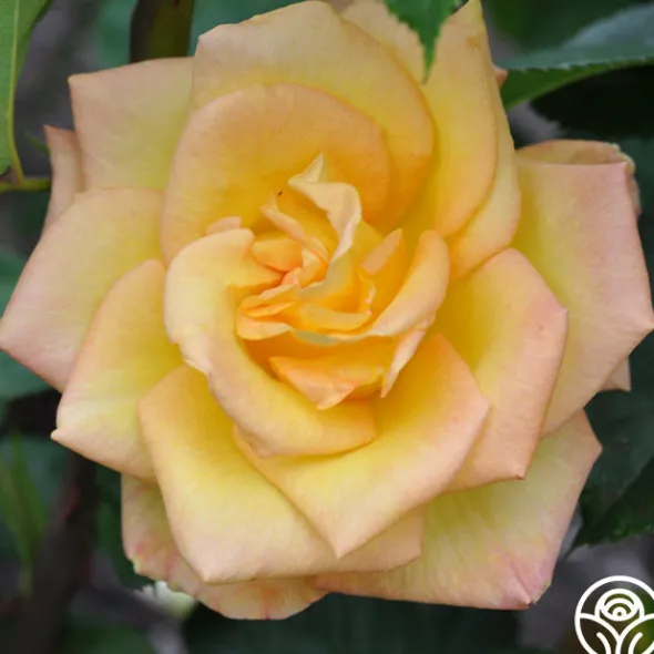 Heirloom Roses Gold Medal®