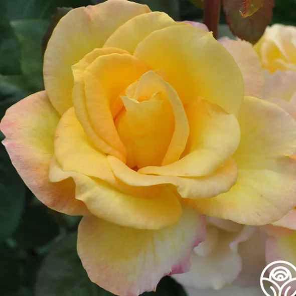 Heirloom Roses Gold Medal®