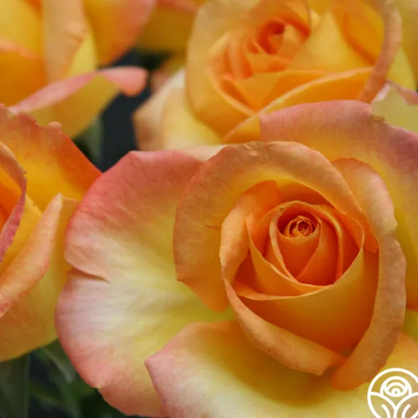 Heirloom Roses Gold Medal®