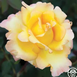 Heirloom Roses Gold Struck™ New