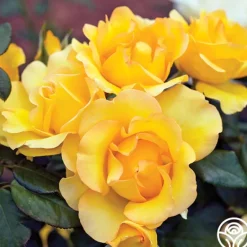 Heirloom Roses Gold Struck™ New