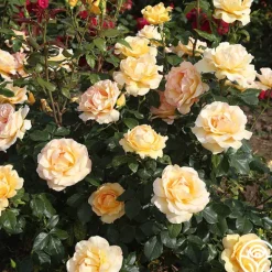 Heirloom Roses Gold Struck™ New
