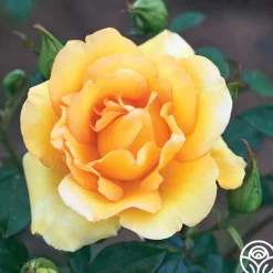 Heirloom Roses Gold Struck™ New