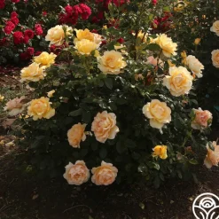 Heirloom Roses Gold Struck™ New