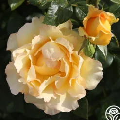 Heirloom Roses Gold Struck™ New