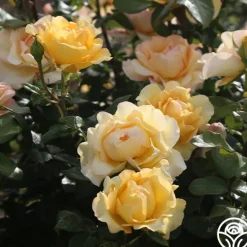 Heirloom Roses Gold Struck™ New