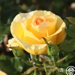 Heirloom Roses Gold Struck™ New