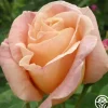 Heirloom Roses Golden Blush New