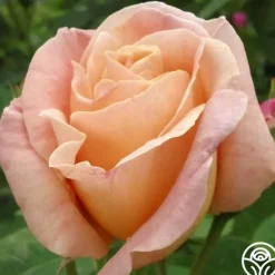 Heirloom Roses Golden Blush New