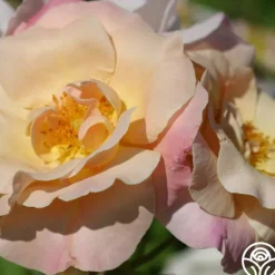 Heirloom Roses Golden Blush New