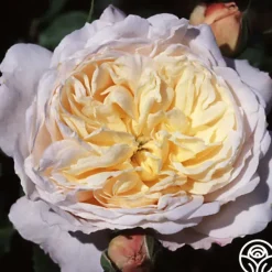 Heirloom Roses Golden Blush New