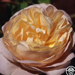 Heirloom Roses Golden Blush New