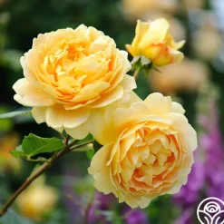Heirloom Roses Golden Celebration® New