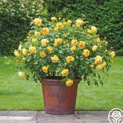 Heirloom Roses Golden Celebration® New