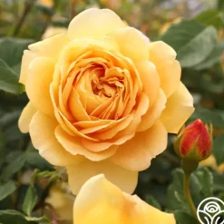 Heirloom Roses Golden Celebration® New