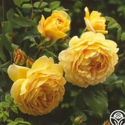 Heirloom Roses Golden Celebration® New
