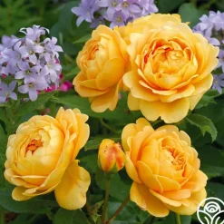 Heirloom Roses Golden Celebration® New