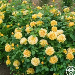 Heirloom Roses Golden Celebration® New