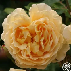 Heirloom Roses Golden Celebration® New