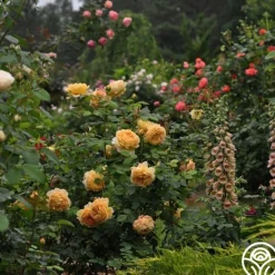 Heirloom Roses Golden Celebration® New