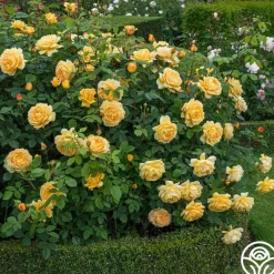 Heirloom Roses Golden Celebration® New